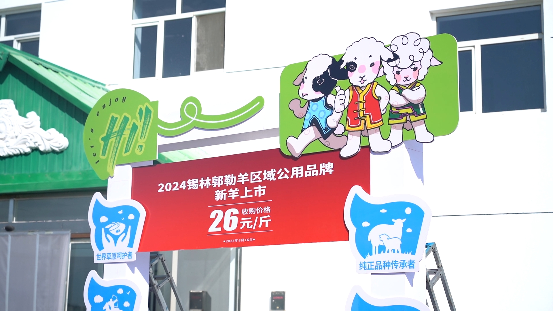 收购价26元/斤首批锡林郭勒羊区域公用品牌新羊上市—— 87万只品牌订单羊将陆续出栏溢价销售